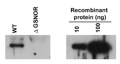 western blot using anti-GSNOR antibodies